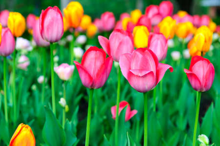 Assorted Tulipsの写真素材