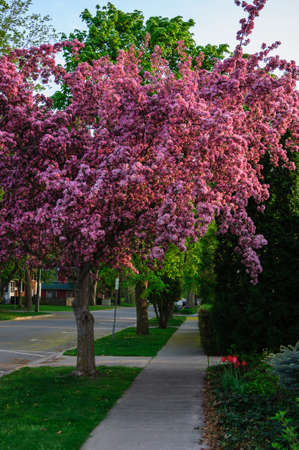 Spring apple tree blossomsの写真素材