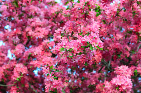 Spring apple tree blossomsの写真素材