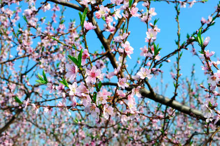 Spring Peach blossomsの写真素材