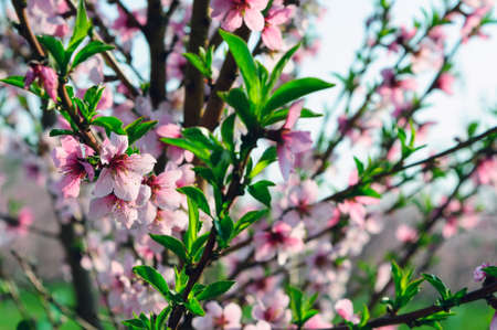 Spring Peach blossomsの写真素材