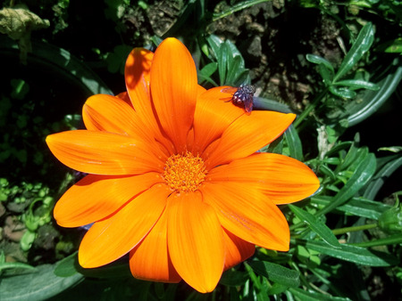 Big orange flower gardenの写真素材