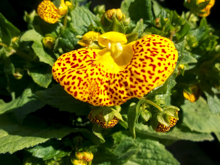 Yellow bean flowerの写真素材
