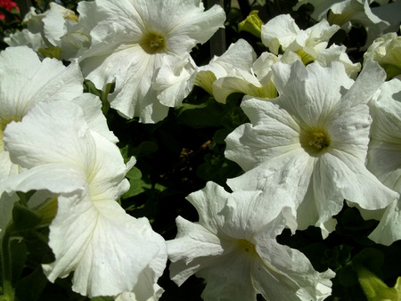 White flowers sunlight gardenの写真素材