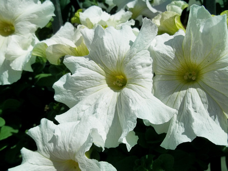 White spring flowersの写真素材