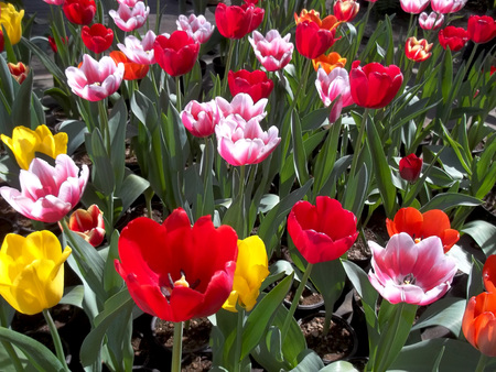 Greenhouse tulipの写真素材