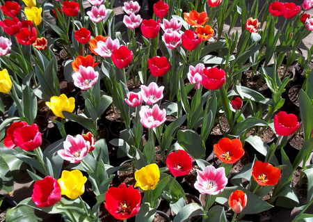 Greenhouse tulipの写真素材