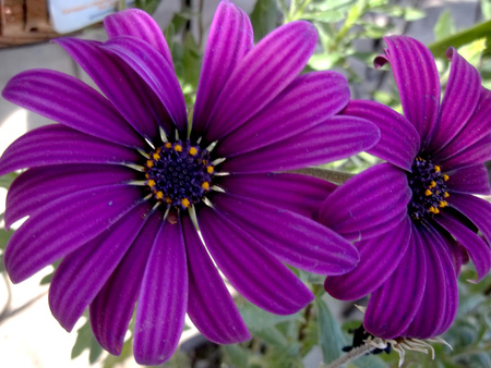 Big purple mystic flowerの写真素材