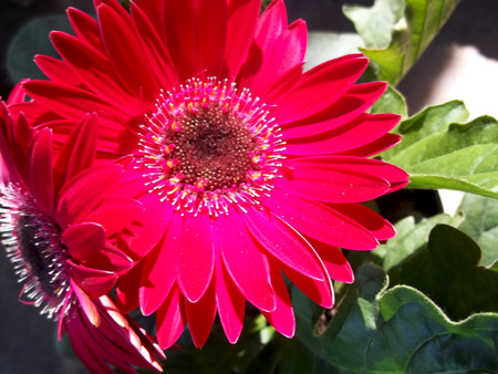 Big pink flowerの写真素材