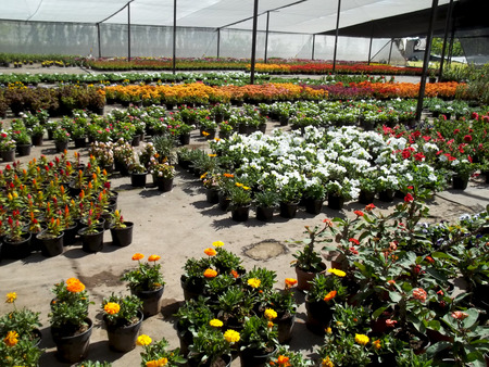 Greenhouse flowersの写真素材