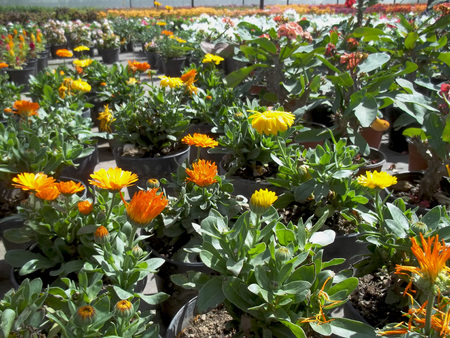 Greenhouse yellow flowersの写真素材