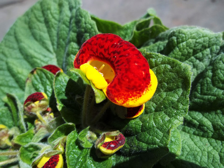 Yellow red flower springの写真素材