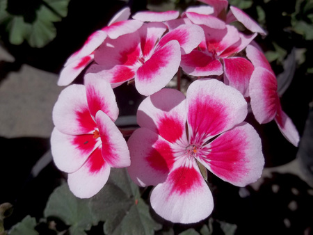 Pink white flowersの写真素材