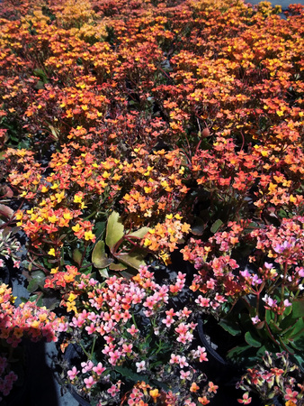 Flowers colors degradedの写真素材