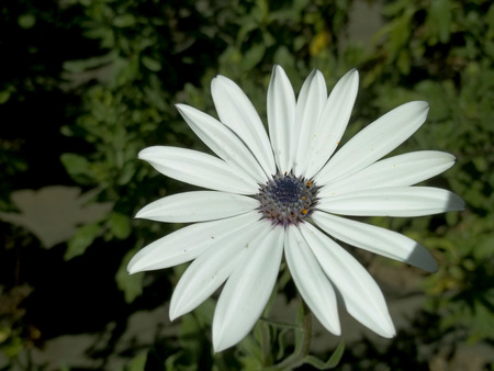 Big white flowersの写真素材