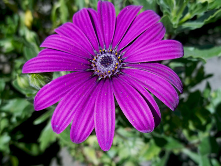 Big purple flowerの写真素材