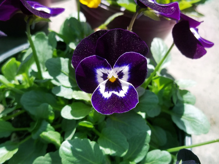Purple mystic flowerの写真素材