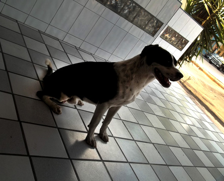 Friendly and thoughful dogの写真素材