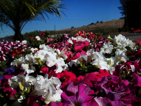 Flowers looking the skyの写真素材