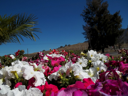 Flowers looking the skyの写真素材