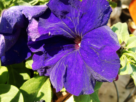 Big Purple Flowerの写真素材