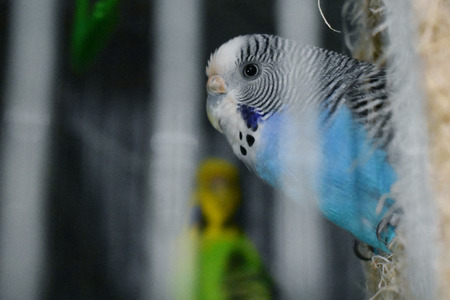 Birds in a cageの写真素材