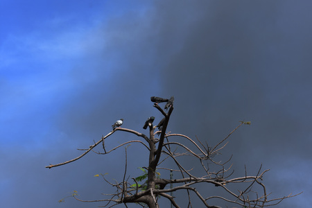 Contaminated skyの写真素材