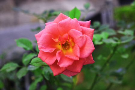 Pink rose in the cityの写真素材