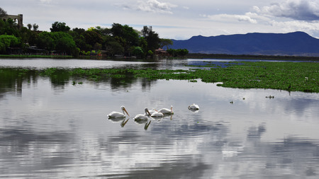 Birds in the lakeの写真素材