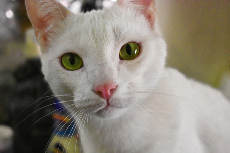 Cat with Green eyes watching youの写真素材