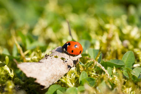 Ladybugの写真素材