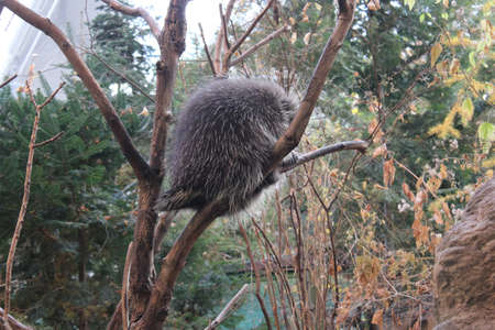 Porcupine in the zooの写真素材