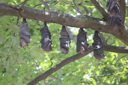 Bats hanging on branchの写真素材