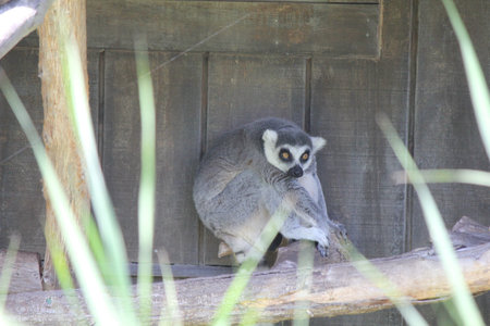Raccoon 