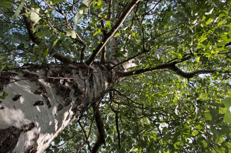 The trunk of a white high birch with angular branches and green leaves, through which the blue sky...