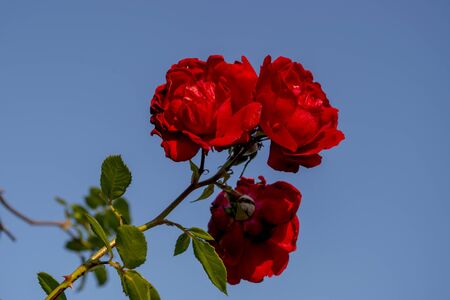 Three beautiful tea roses odorata of scarlet color with shiny velvety petals on one twig on the background of a gentle blue sky. Natural organic background for invitation, wallpaper or postcard.の写真素材