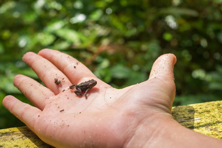 A small brown toad sitting on the open palm of a child's hand which is lying on a wooden yellow...