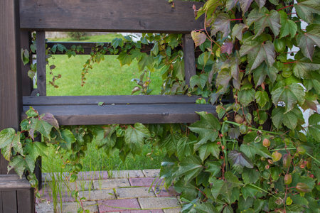 Stained in black wooden bench attached to a rectangular column entwined with vines of wild grapes with leaves of green, burgundy and brown, inviting to sit down and rest after hard journeyの写真素材