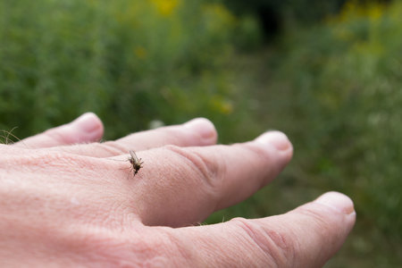 A female mosquito sitting on the surface of manâ€™s back of outstretched hand with fingers...