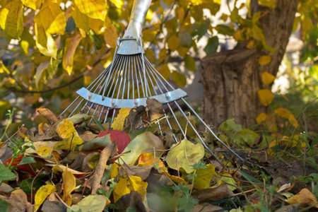 Working metal part of the garden's rake standing at the trunk of an apple tree next to the collected...
