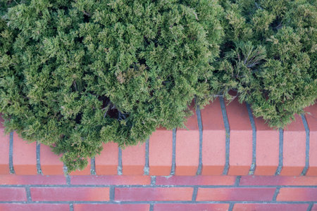 Decorative bushes of green fluffy, densely overgrown juniper growing in a stone flowerbed with a...