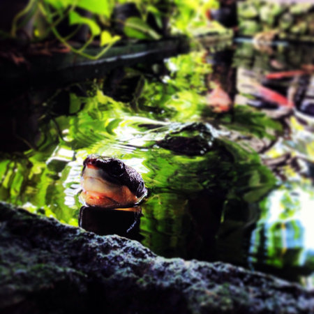 Head of a turtleの素材