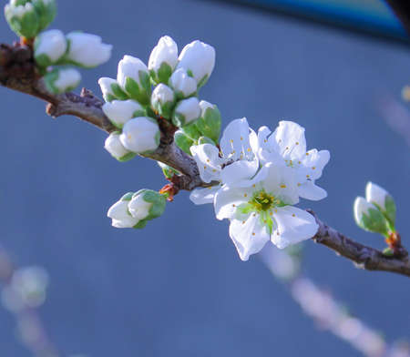 Beautiful white plum blossoms and buds on plum tree branch outdoors.の写真素材
