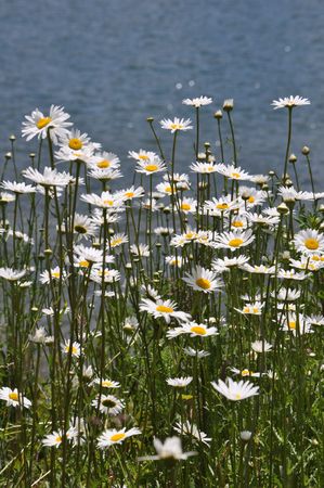 Daises by the lake on a beautiful summer day.の写真素材