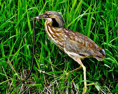 American Bittern  eating a snake for lunch.の写真素材