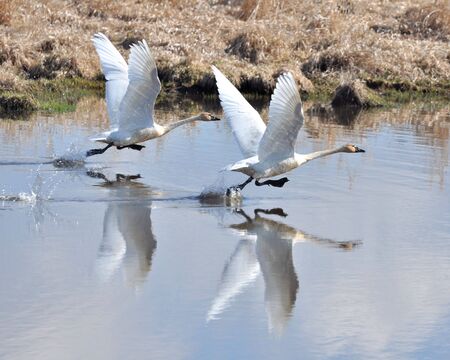 Swans taking off for flight.の写真素材