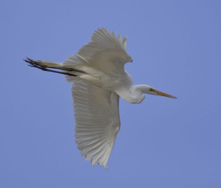 Great Egret in flight on a sunny day.の写真素材