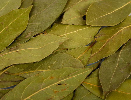 laurel leaves background