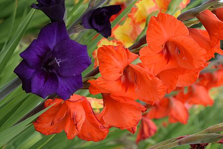 gladioliの写真素材