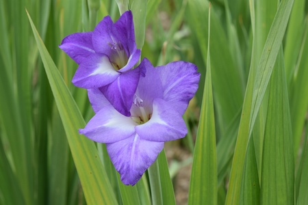 gladioliの写真素材